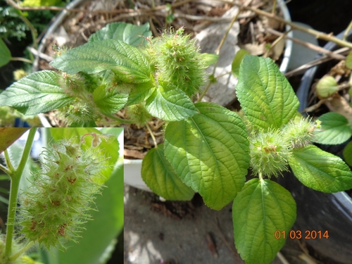 Acalypha arvensis