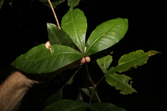 Acronychia pubescens