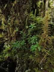 Peperomia microphylla