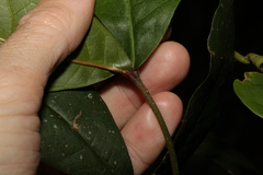 Acronychia pubescens