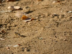 Sceliphron destillatorium