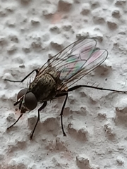 Leucophora