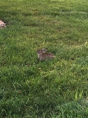 Sylvilagus floridanus