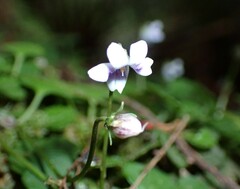 Violaceae