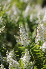 Veronica rakaiensis