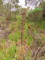 Puya nitida