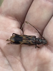 Phoracantha synonyma