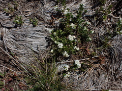 Asperula pusilla