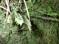 Cyathophorum bulbosum
