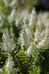 Veronica rakaiensis