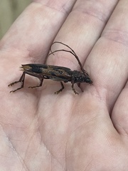 Phoracantha synonyma