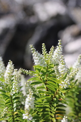 Veronica rakaiensis