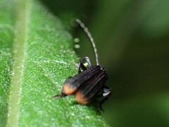 Lycidae