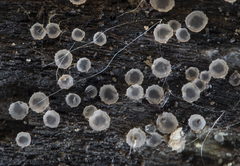 Orbilia crenatomarginata