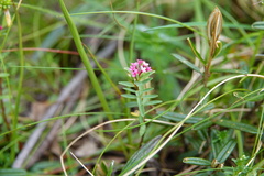 Pimelea alpina