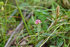 Pimelea alpina