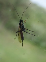 Pimpla meridionalis