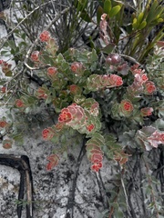 Adenanthos cuneatus