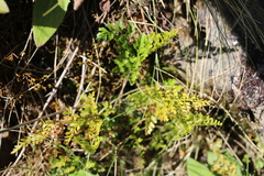 Asplenium richardii