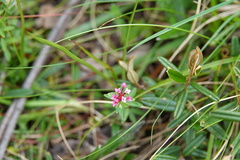 Pimelea alpina