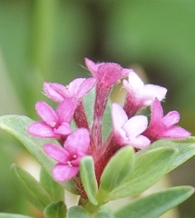 Pimelea alpina