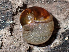 Helicarion cuvieri