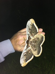 Saturnia pyri