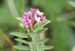 Pimelea alpina