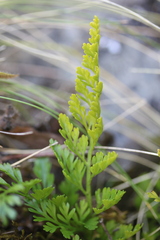 Asplenium richardii