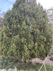 Exocarpos cupressiformis