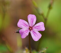 Geranium yeoi