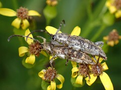 Pempsamacra dispersa