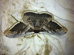Saturnia pyri