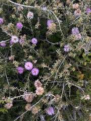Melaleuca nesophila