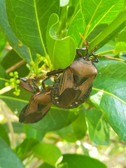 Rhoecus australasiae