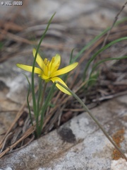 Gagea chlorantha