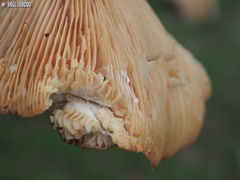 Lactarius zonarius