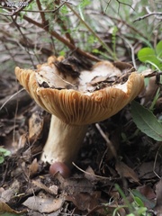 Lactarius zonarius