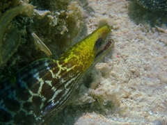 Gymnothorax undulatus