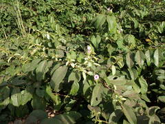 Ipomoea pileata