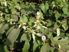 Ipomoea pileata