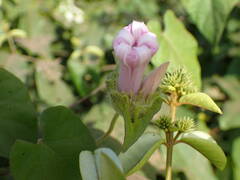 Ipomoea pileata