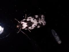 Barea confusella