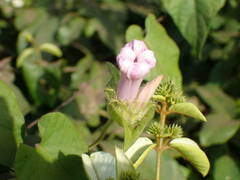 Ipomoea pileata