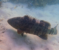 Epinephelus coioides