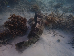 Epinephelus coioides