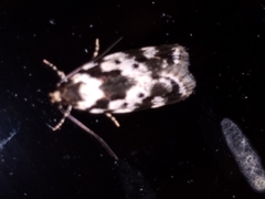 Barea confusella