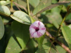 Ipomoea pileata