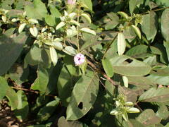Ipomoea pileata