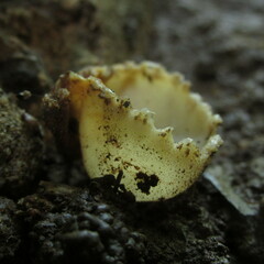 Tarzetta cupularis